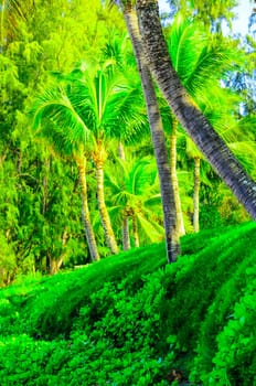 Scene on Maui of Palm trees and other vegetation on sunny day