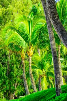Scene on Maui of Palm trees and other vegetation on sunny day