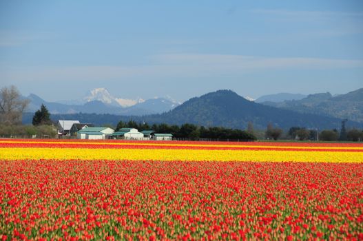 Tulips growing on Mt Vernon, Washington Tulip farm during annual Tulip Festival