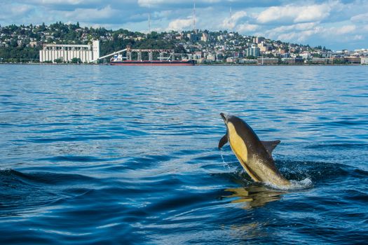 Photographed on Seattle's Elliott Bay