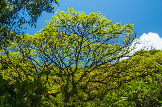 Scene on Maui of trees, sky, clouds, and other vegetation with blue skies and clouds