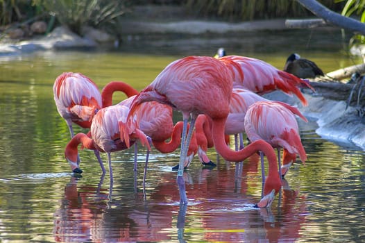 Flamingos at San Diego Wild Animal Park