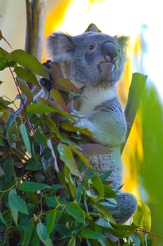 Koala clutching branch in tree at zoo