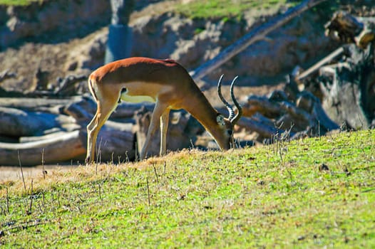 Impala at San Diego Wild Animal Park