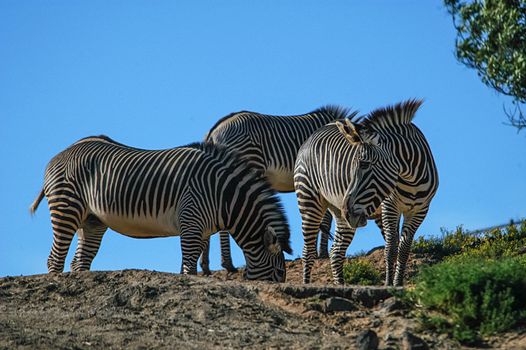 Zebra at San Diego Wild Animal Park, San Diego, CA