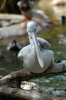 Pelican on branch