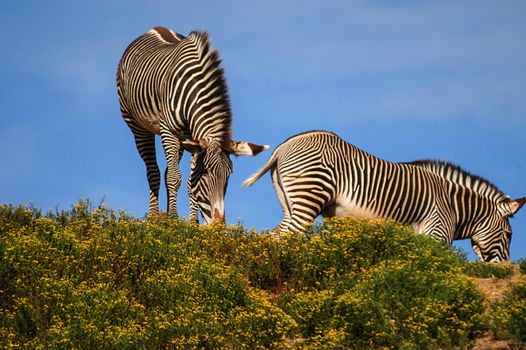 Zebra at San Diego Wild Animal Park, San Diego, CA