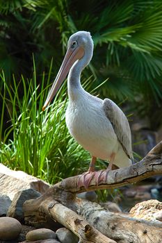 Pelican on branch near pool in San Diego Zoo