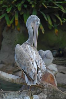 Pelican on branch near pool in San Diego Zoo