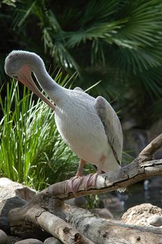 Pelican on branch near pool in San Diego Zoo