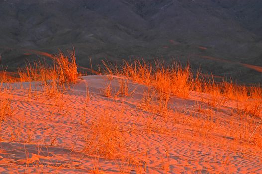 Weeds at sunset Sand Dunes, California