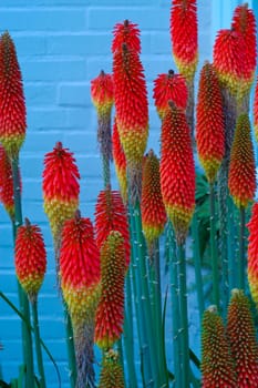 Redx Hot Pokers, photographed in unknown garden