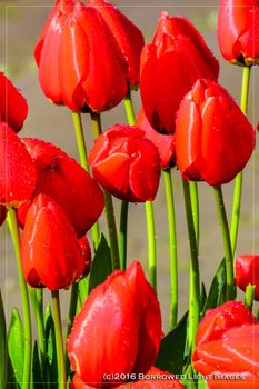 Tulip farm in Skagit Valley, Washington, showing off its crop