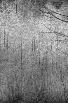 Early morning frost covering bare branches of Skagit Valley trees