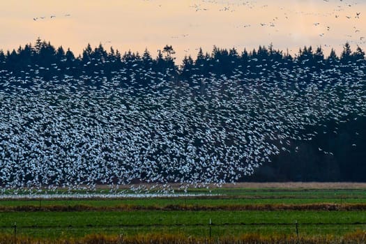 Taken near Sunset in Skagit Valley, Washington