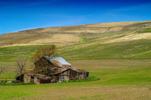 Farm Scene in the Palouse, Central Washington