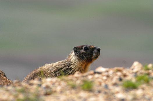 Gopher in the wild at Steptoe Butte St Park, WA