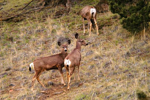 Three wild deer in Central Oregon