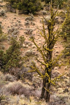 Dead Tree Smith Rocks State Park, Terrebon, OR