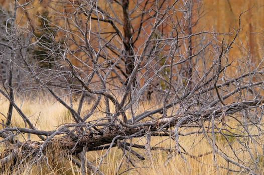 Dead Tree Smith Rocks State Park, Terrebon, OR