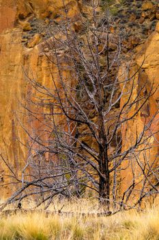 Dead Tree Smith Rocks State Park, Terrebon, OR