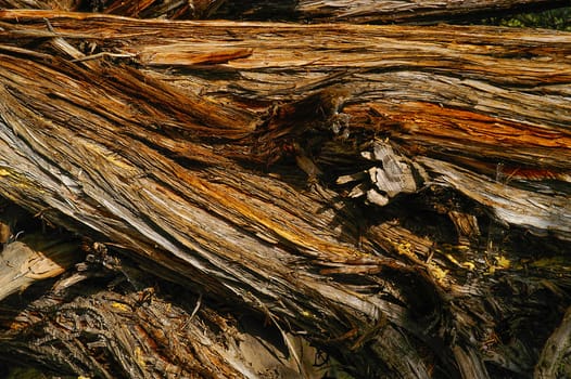 Patterns in the bark of a fallen tree