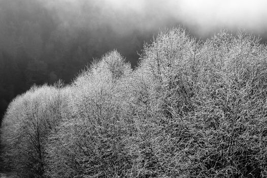 Early morning frost covering bare branches of Skagit Valley trees