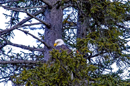 Single eagle among the branches of tree in Alaska