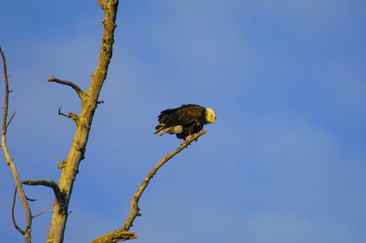 Single eagle among the branches of tree in Alaska