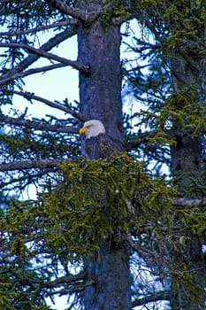Single eagle among the branches of tree in Alaska