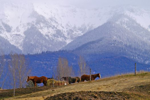 Farm scene, Columbia Falls, Montana