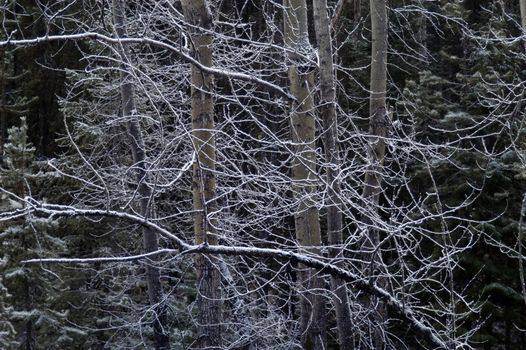 Frost on branches near Whitefish, MT