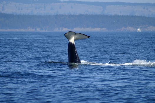 Orca (Killer Whale) feeding in San Juan Islands, Washington