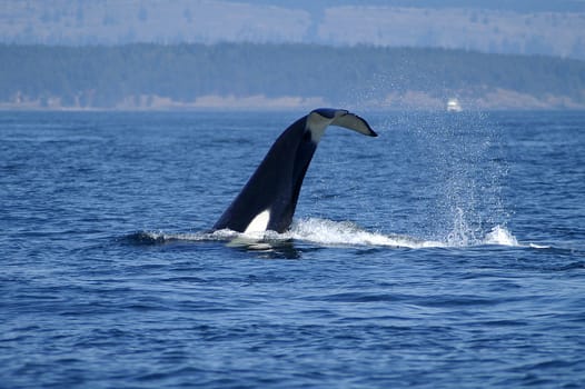 Orca (Killer Whale) feeding in San Juan Islands, Washington