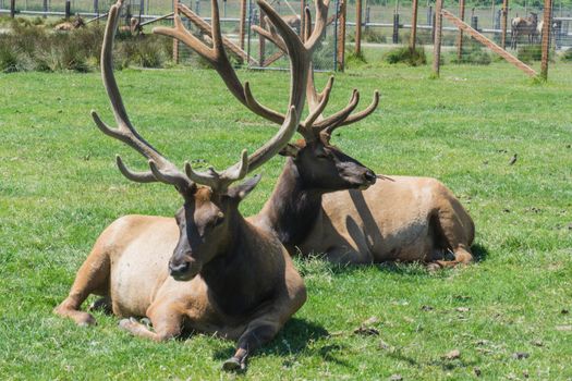 Elk resting in the grass at Olympic Game Farm
