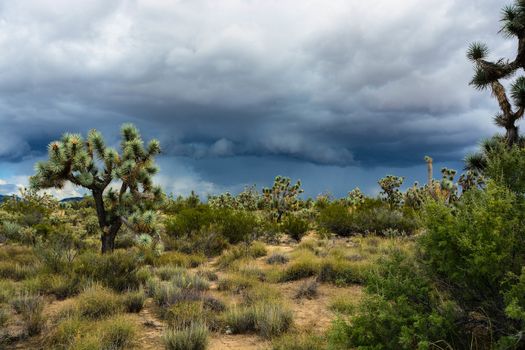 Cloudy day at Joshua Tree NP, CA