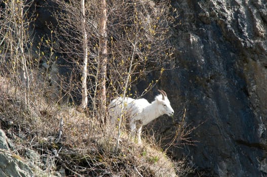 Mountain goat standing on the edge of a Cliff in Whittier, AK