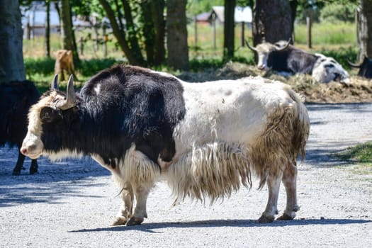 Yak blocking the road at Olympic Game Farm