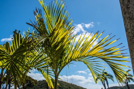 Palm tree against blue sky in US Virgin Islands