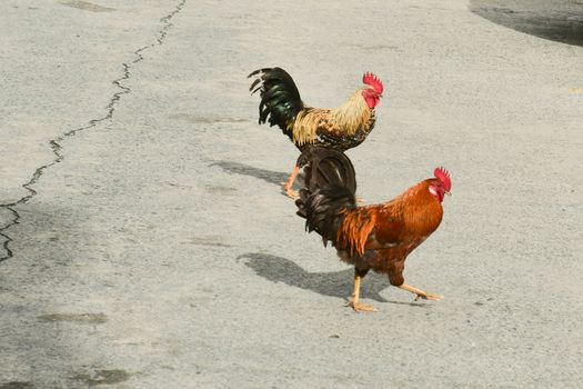 Two roosters strutting on sidewalk in British Virgin Islands