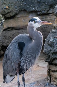 Close up of Heron on lightly overcast day with soft shadows.