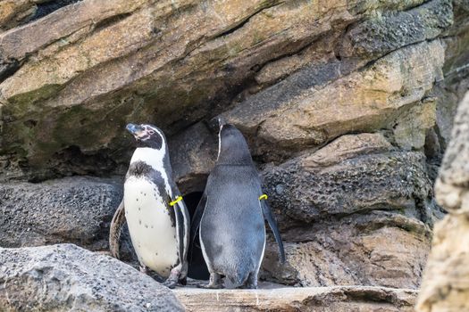 Two penguins in rock habitat at zoo in Seattle