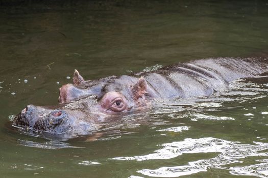 Hippo in artificial habitat at zoo in Seattle, WA