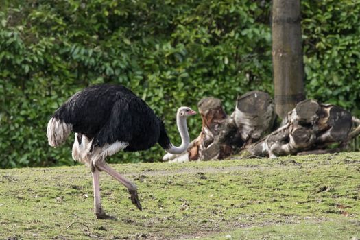 View of Ostrich at Zoo in Seattle