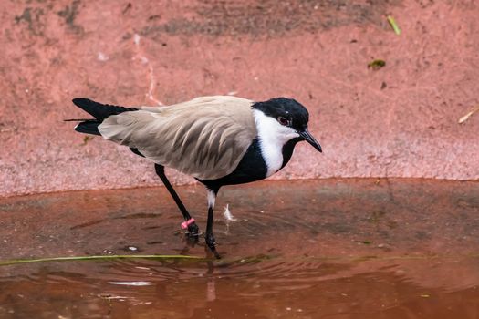 Spur-winged Lapwig in artificial habitat at zoo in Seattle, WA