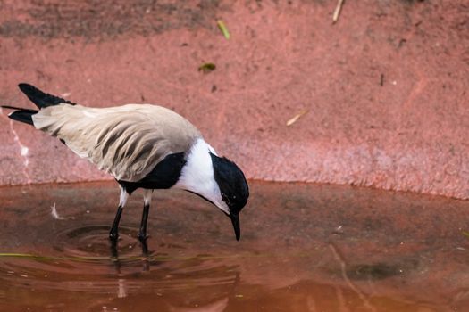 Spur-winged Lapwig in artificial habitat at zoo in Seattle, WA