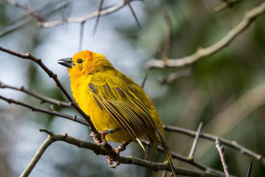 Golden Weaver in aviary at zoo in Seattle