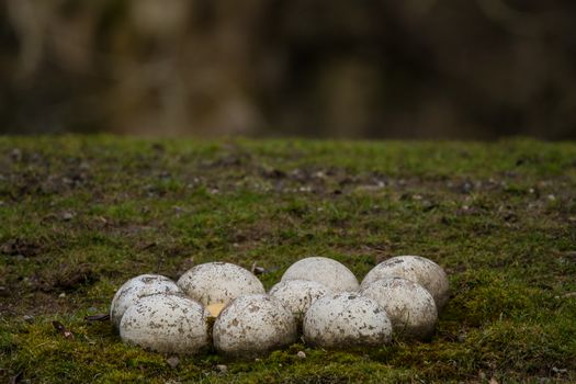 Ostrich eggs in artificial habitat at zoo in Seattle, WA