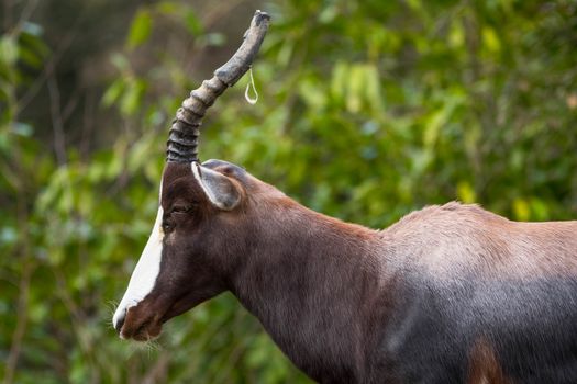 Bontebok Antelope in artificial habitat at zoo in Seattle, WA