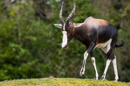 Bontebok Antelope in artificial habitat at zoo in Seattle, WA